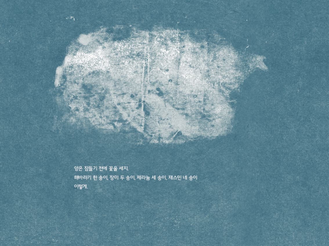 양은 꽃을 세지