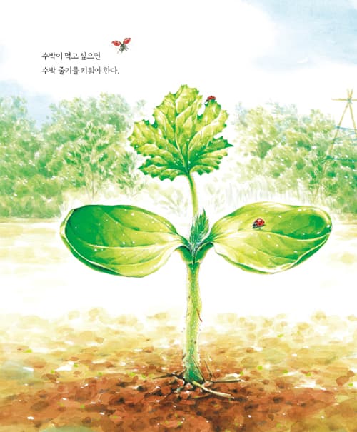 수박이 먹고 싶으면