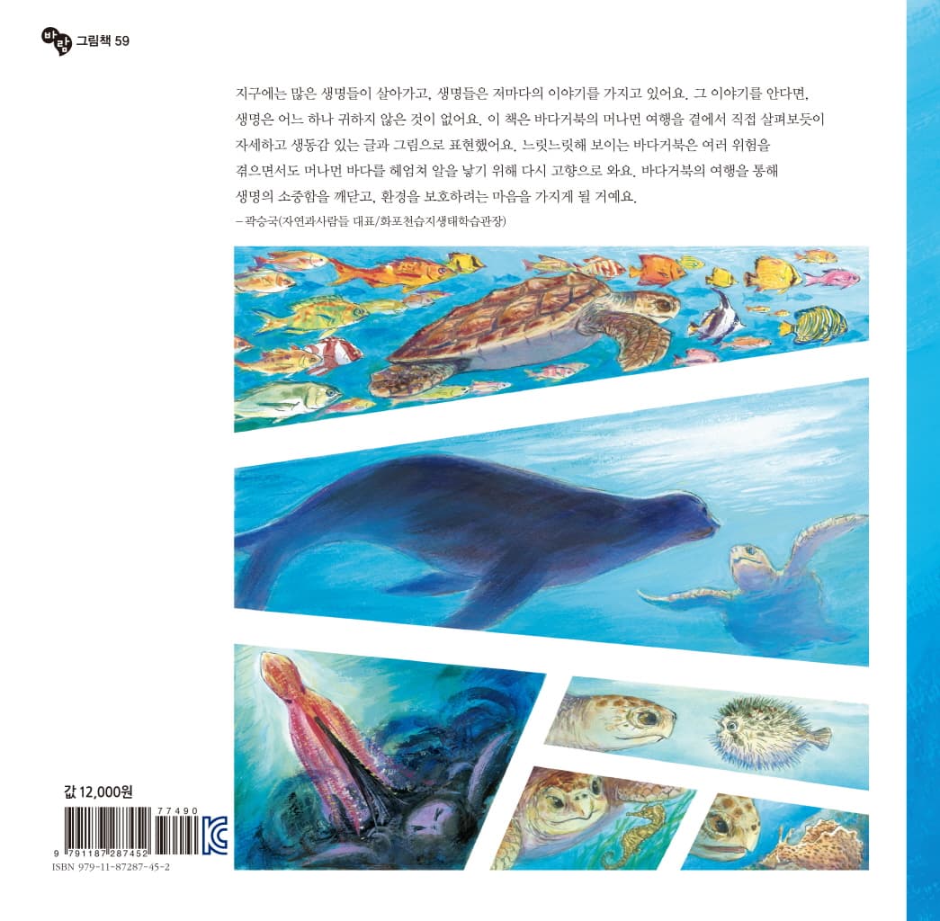 바다거북, 생명의 여행