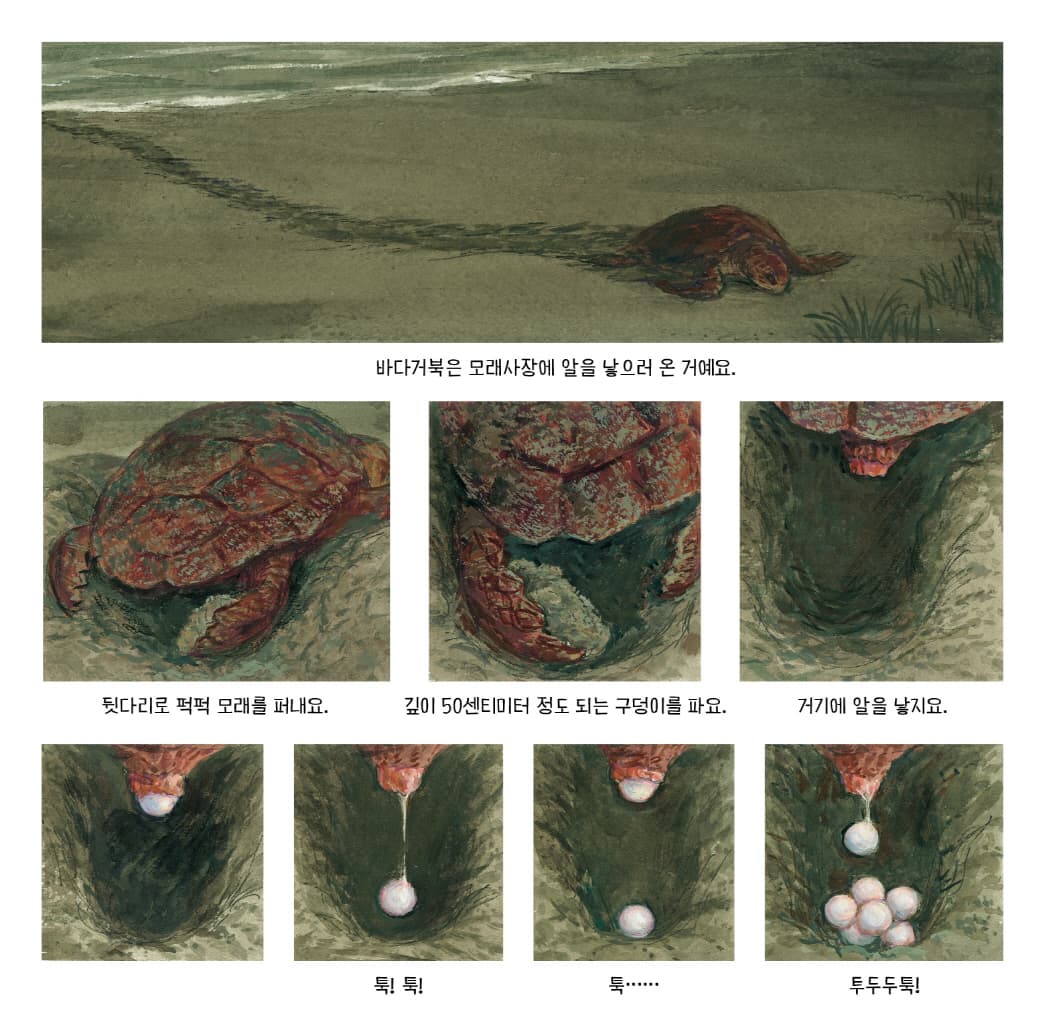 바다거북, 생명의 여행