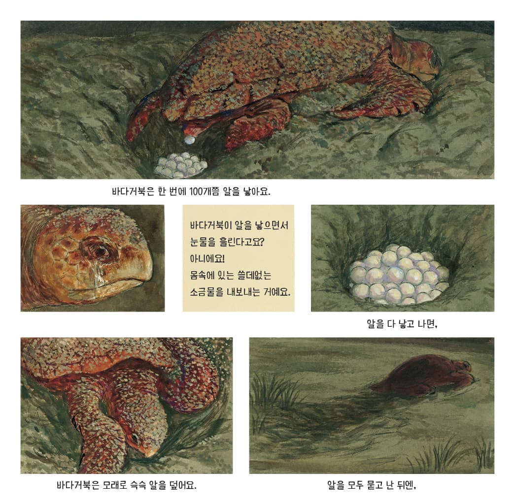 바다거북, 생명의 여행