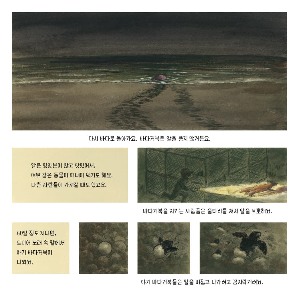 바다거북, 생명의 여행