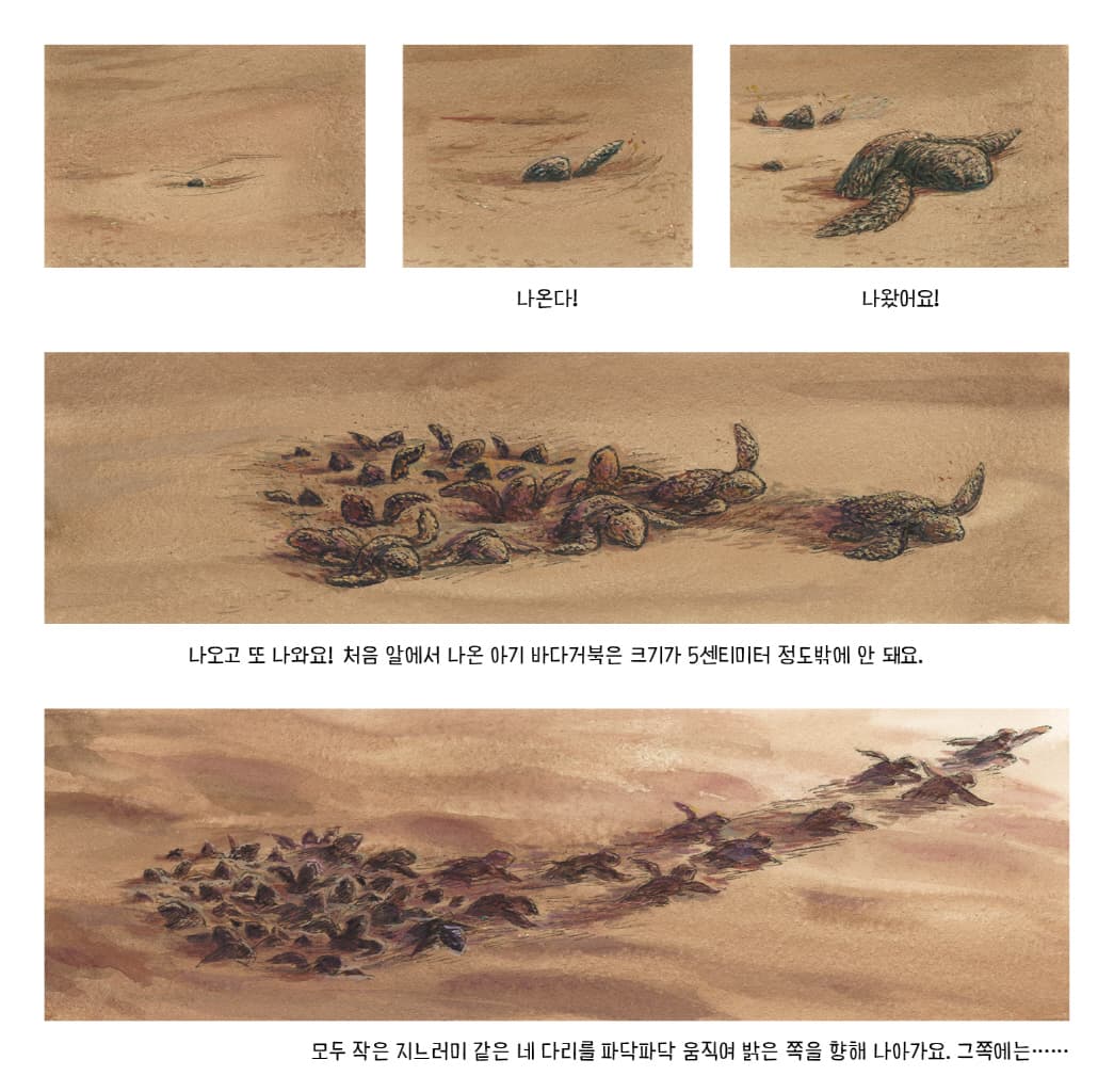 바다거북, 생명의 여행