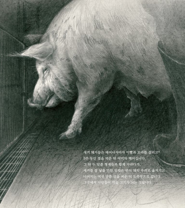 돼지 이야기