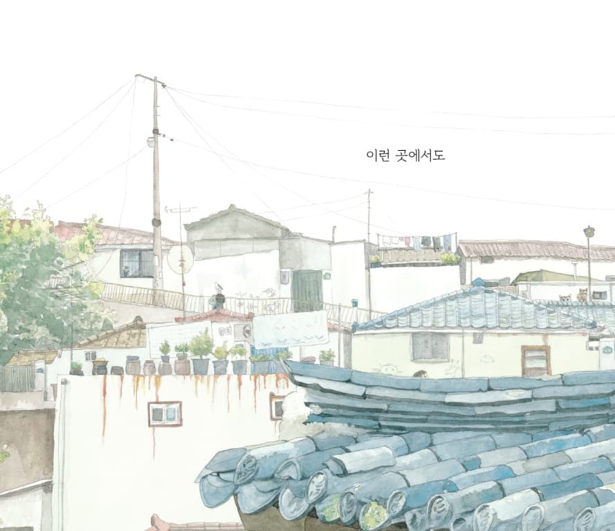 민들레는 민들레