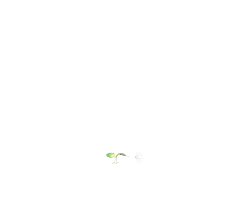 민들레는 민들레