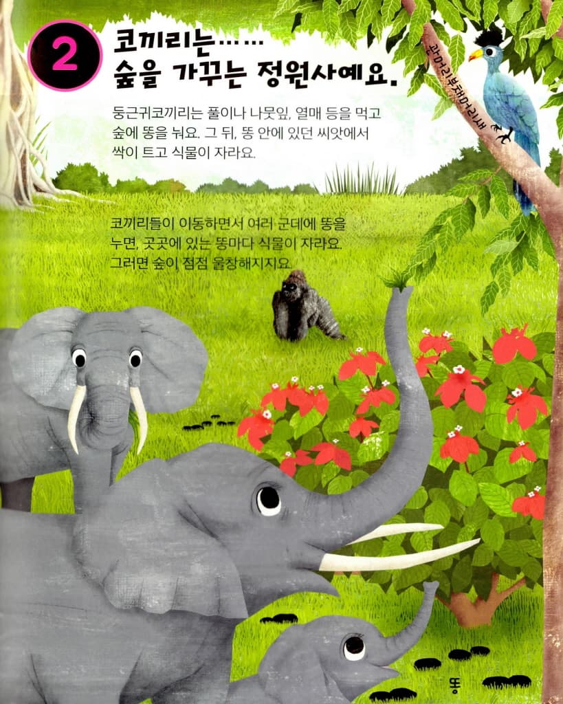 코끼리를 사랑해야 하는 10가지 이유