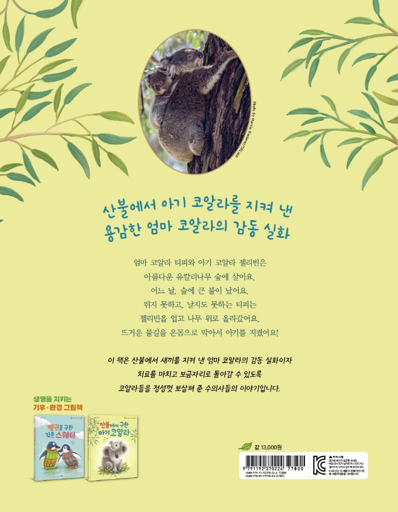 산불에서 구한 아기 코알라