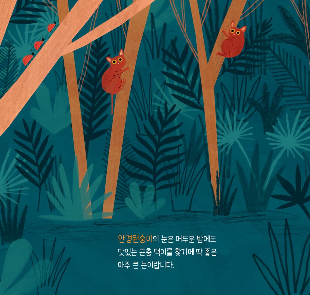 눈, 눈, 누구 눈?