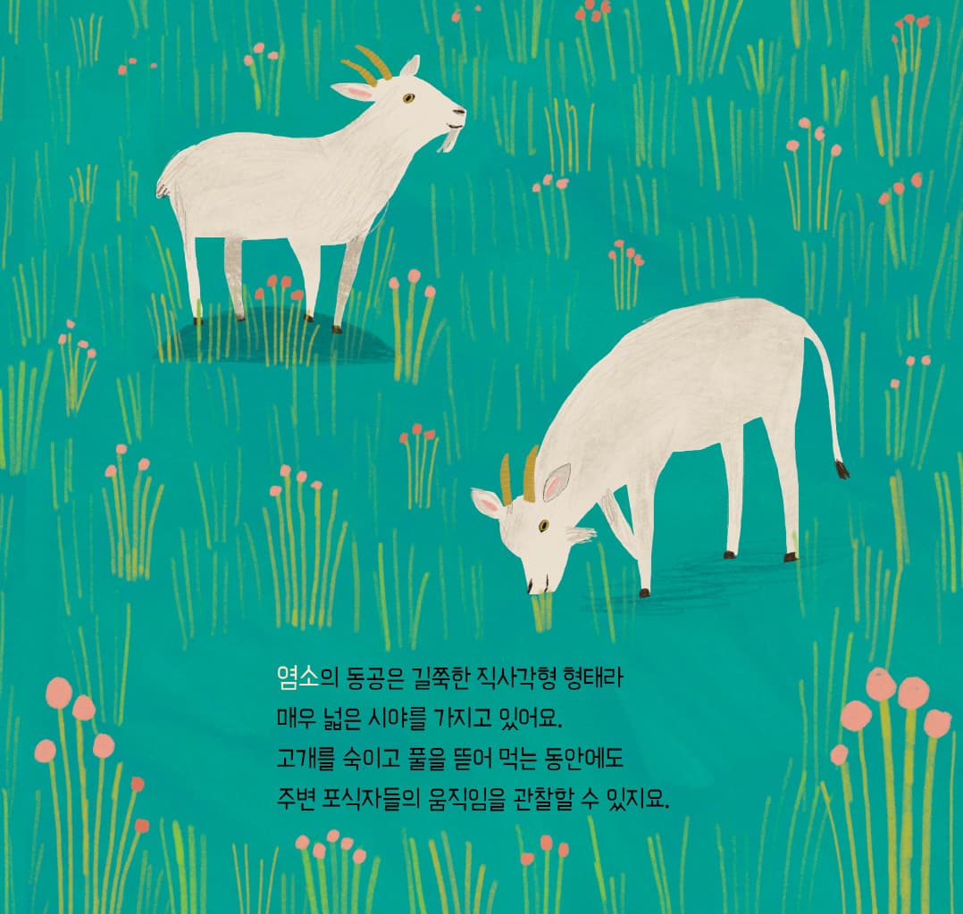 눈, 눈, 누구 눈?