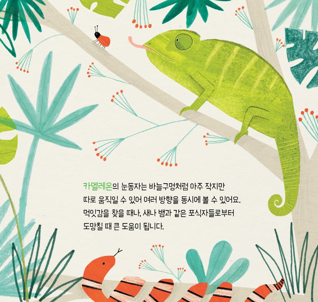 눈, 눈, 누구 눈?