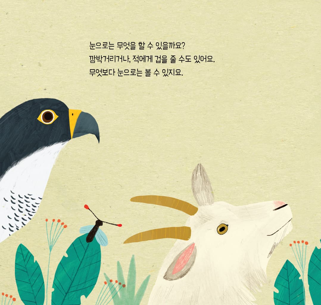 눈, 눈, 누구 눈?