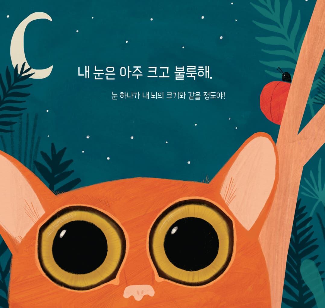 눈, 눈, 누구 눈?