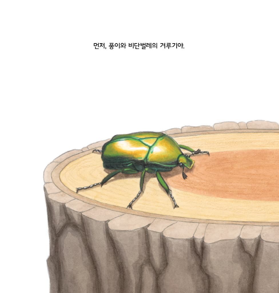 숲속의 곤충 씨름