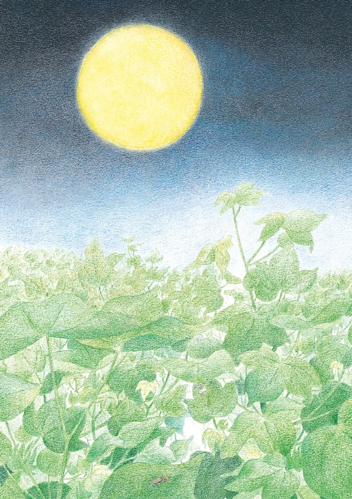 구름꽃