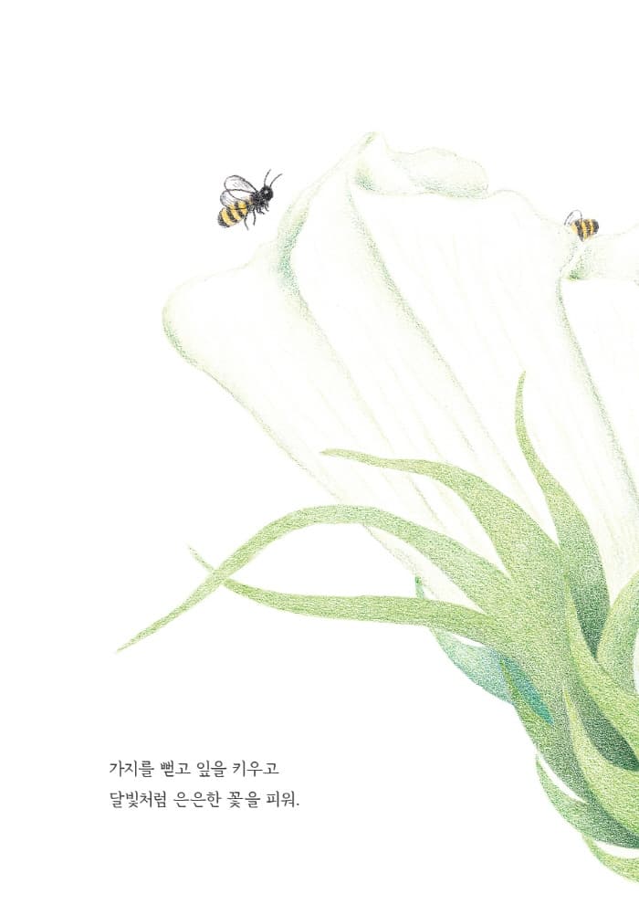 구름꽃