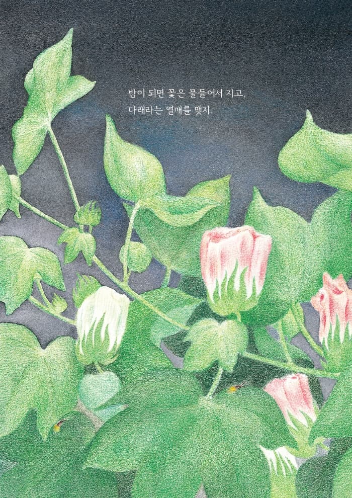 구름꽃
