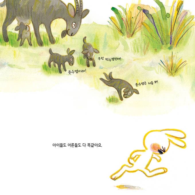 콧수염 토끼