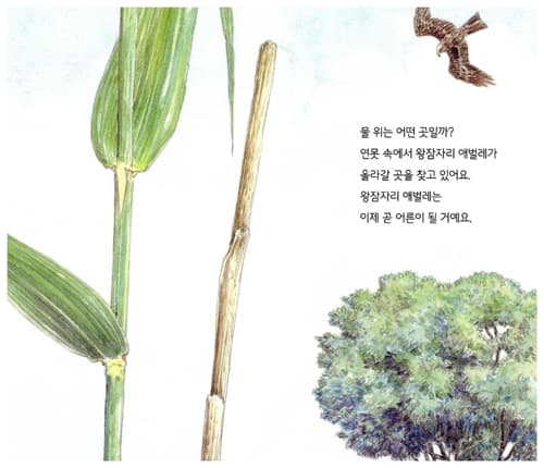 날아라, 왕잠자리