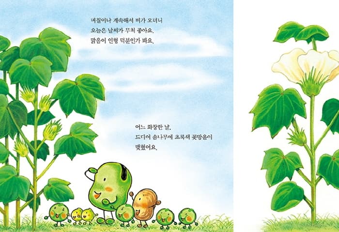 누에콩의 새 침대