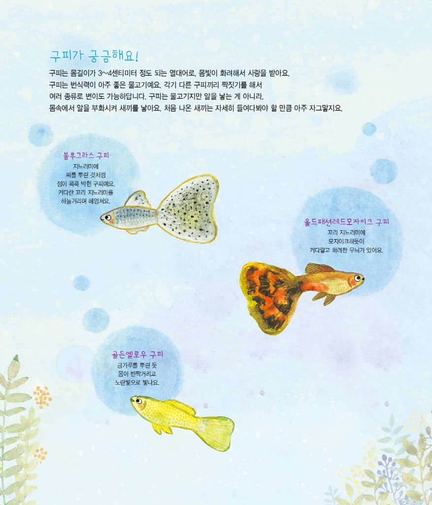 나의 첫 반려동물 비밀 물고기