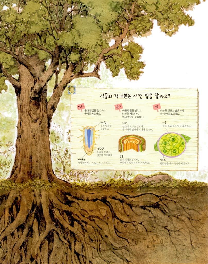 도토리가 톡!