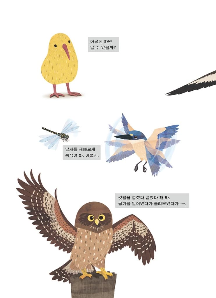 날고 싶은 키위