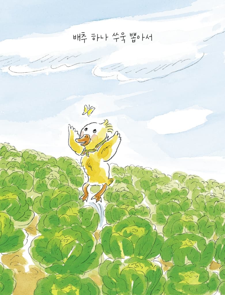 배추쌈