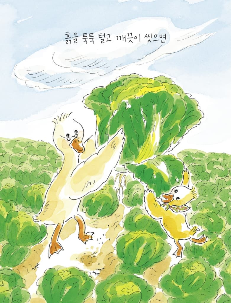 배추쌈