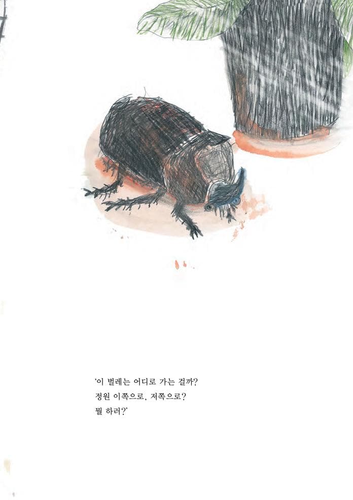 뿔쇠똥구리와 마주친 날