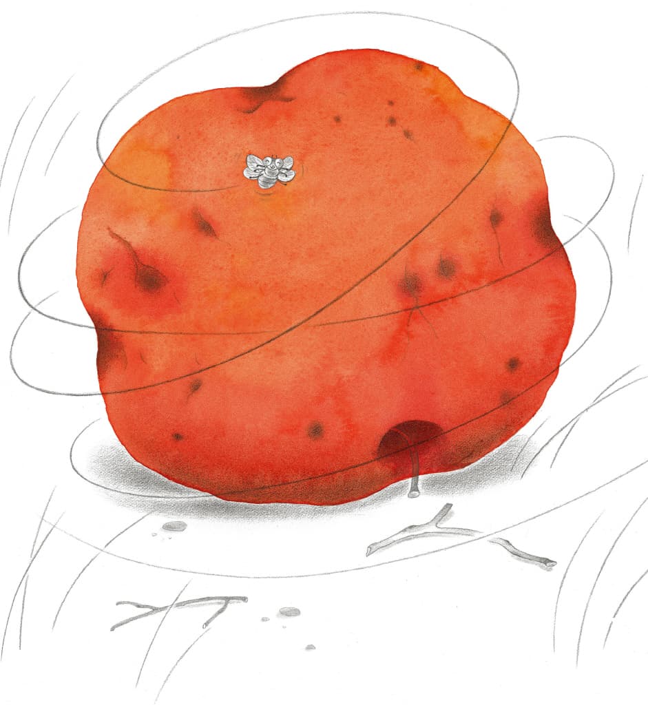 사과 먹는 법