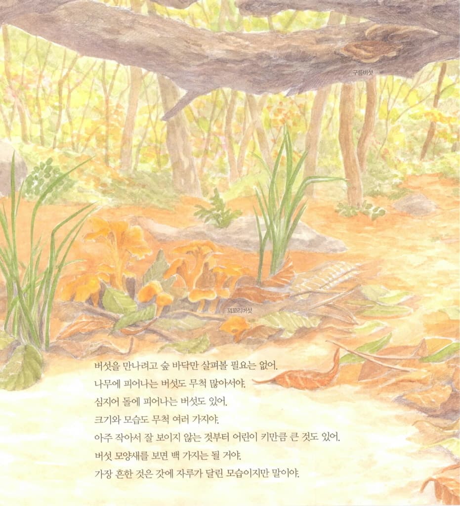 숲 청소부 버섯