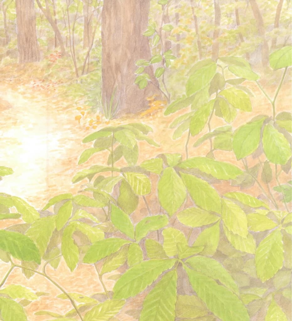 숲 청소부 버섯