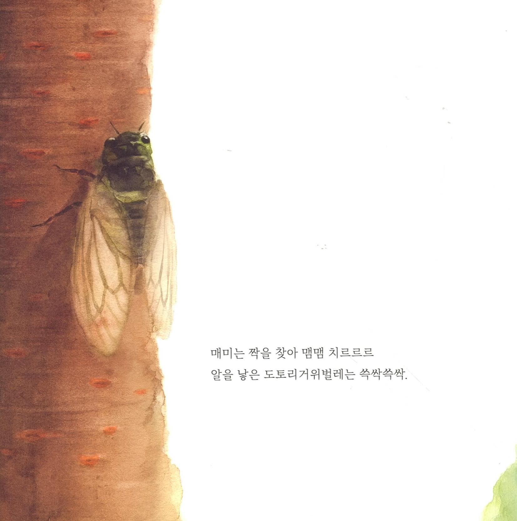 여름 숲 모뽀리 소리