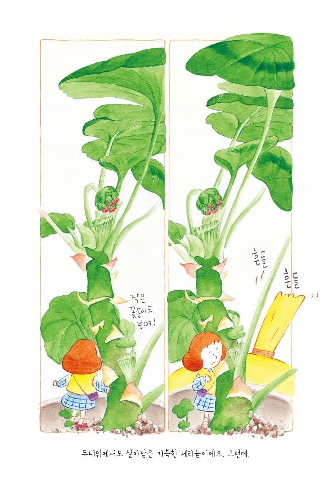 제라늄과 오후의 꽃잠