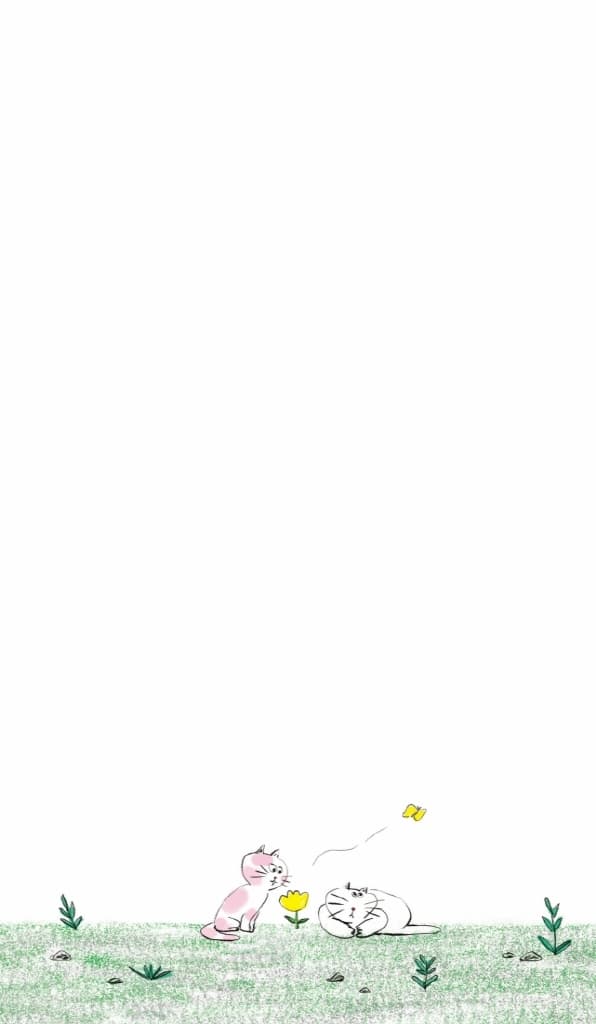 더 높은 곳의 고양이