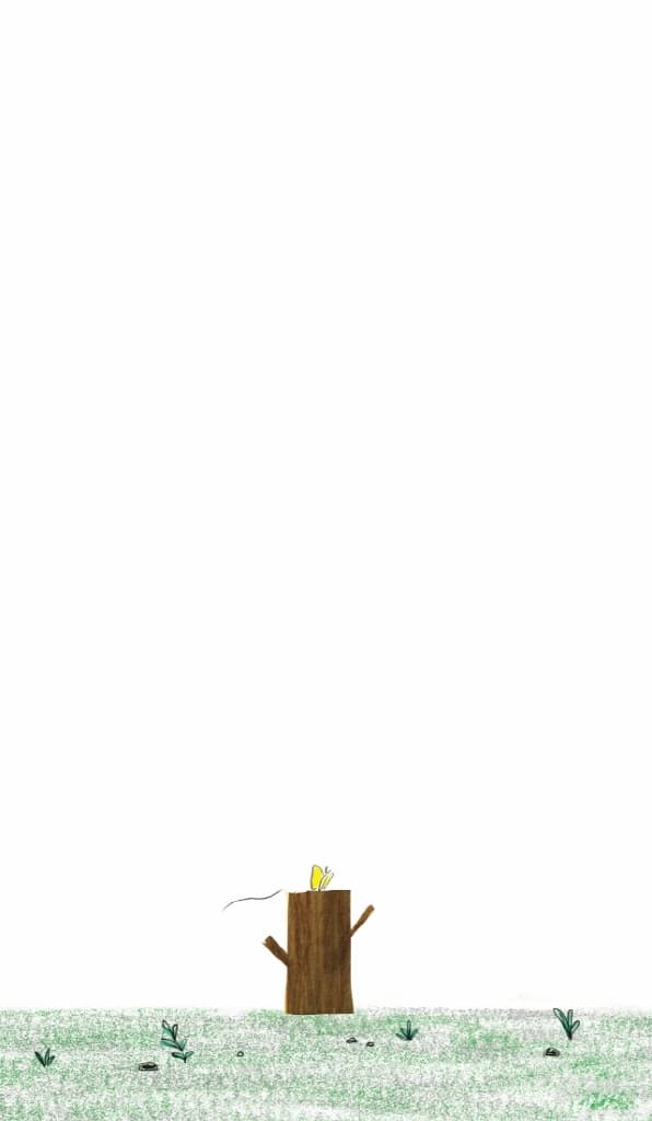 더 높은 곳의 고양이