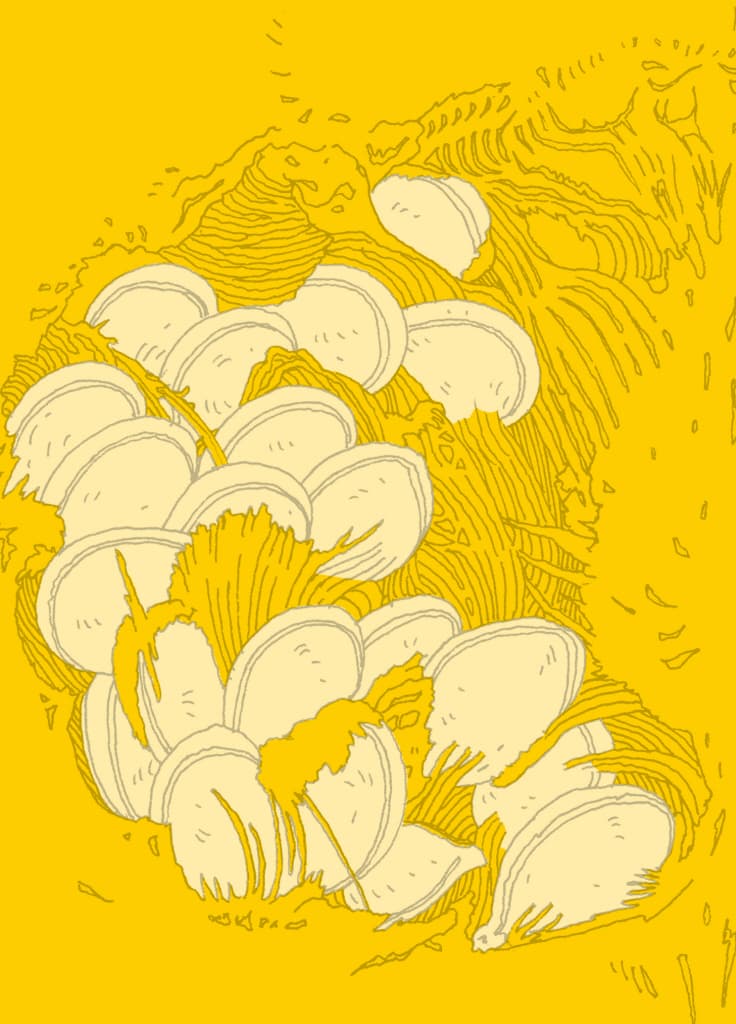 14마리의 호박