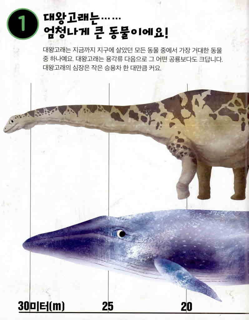 고래를 사랑해야 하는 10가지 이유