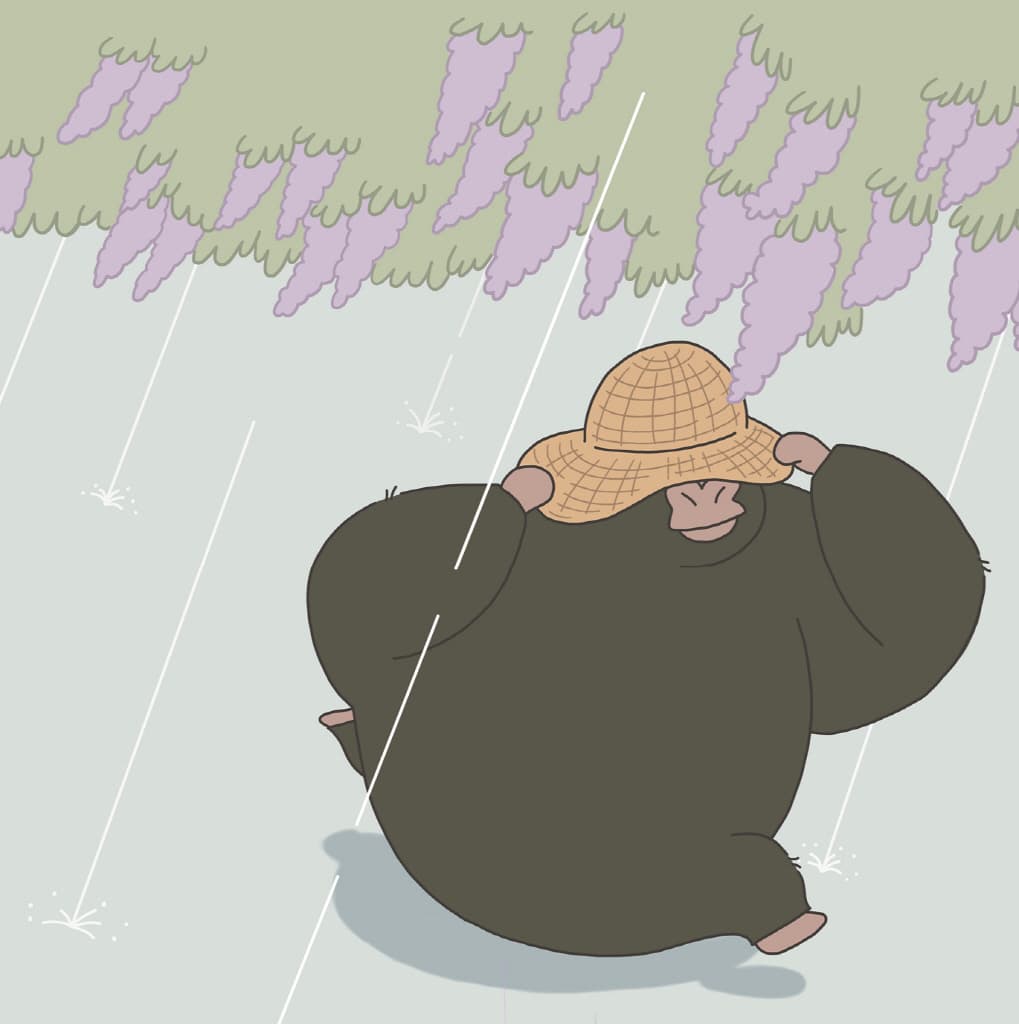 고릴라와 너구리