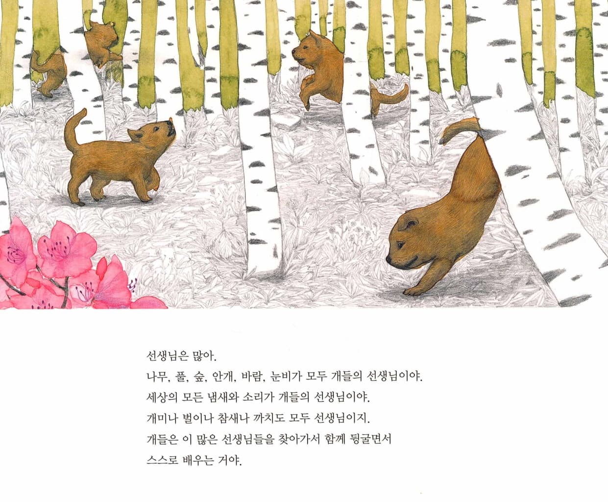 진돗개 보리