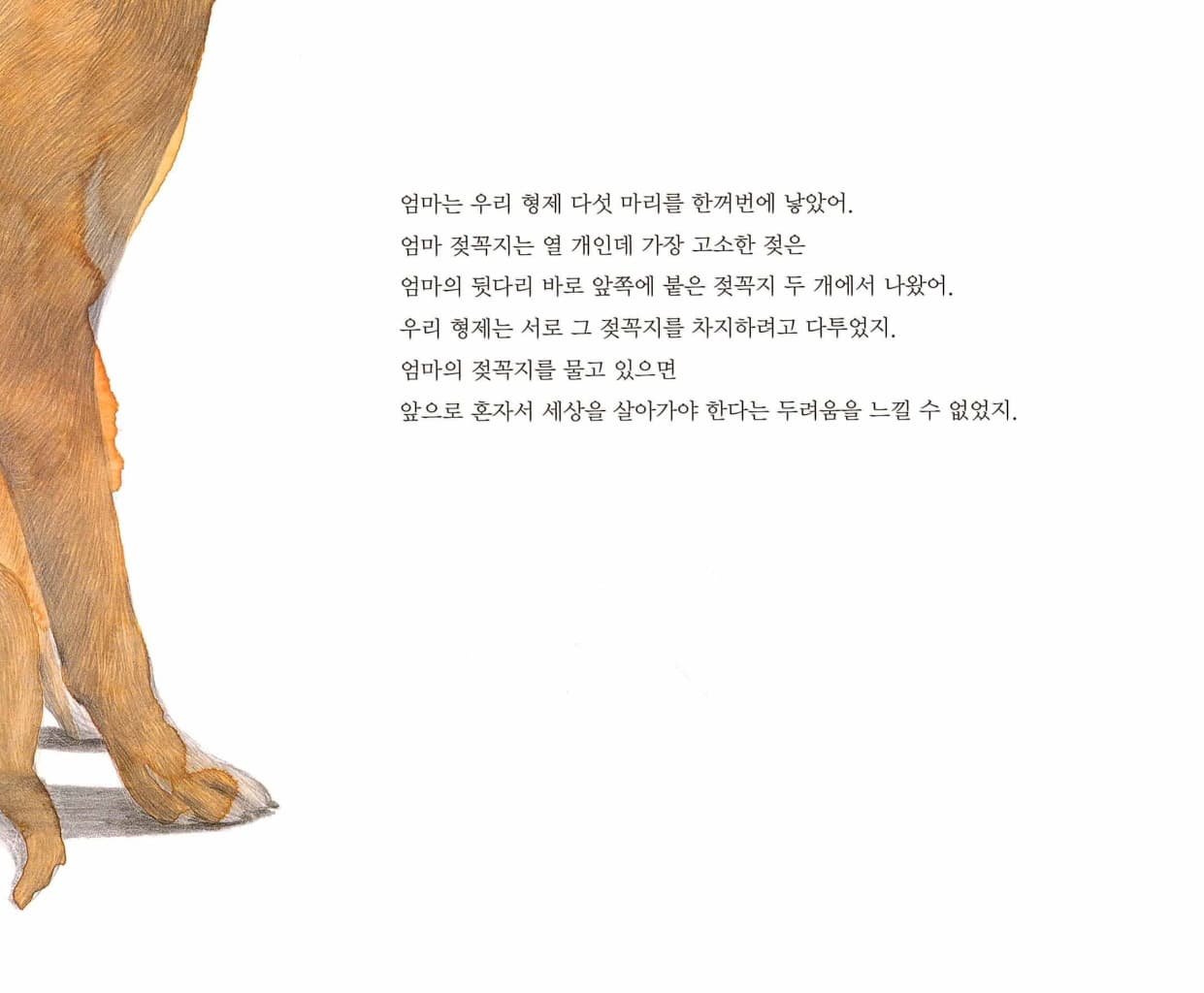 진돗개 보리