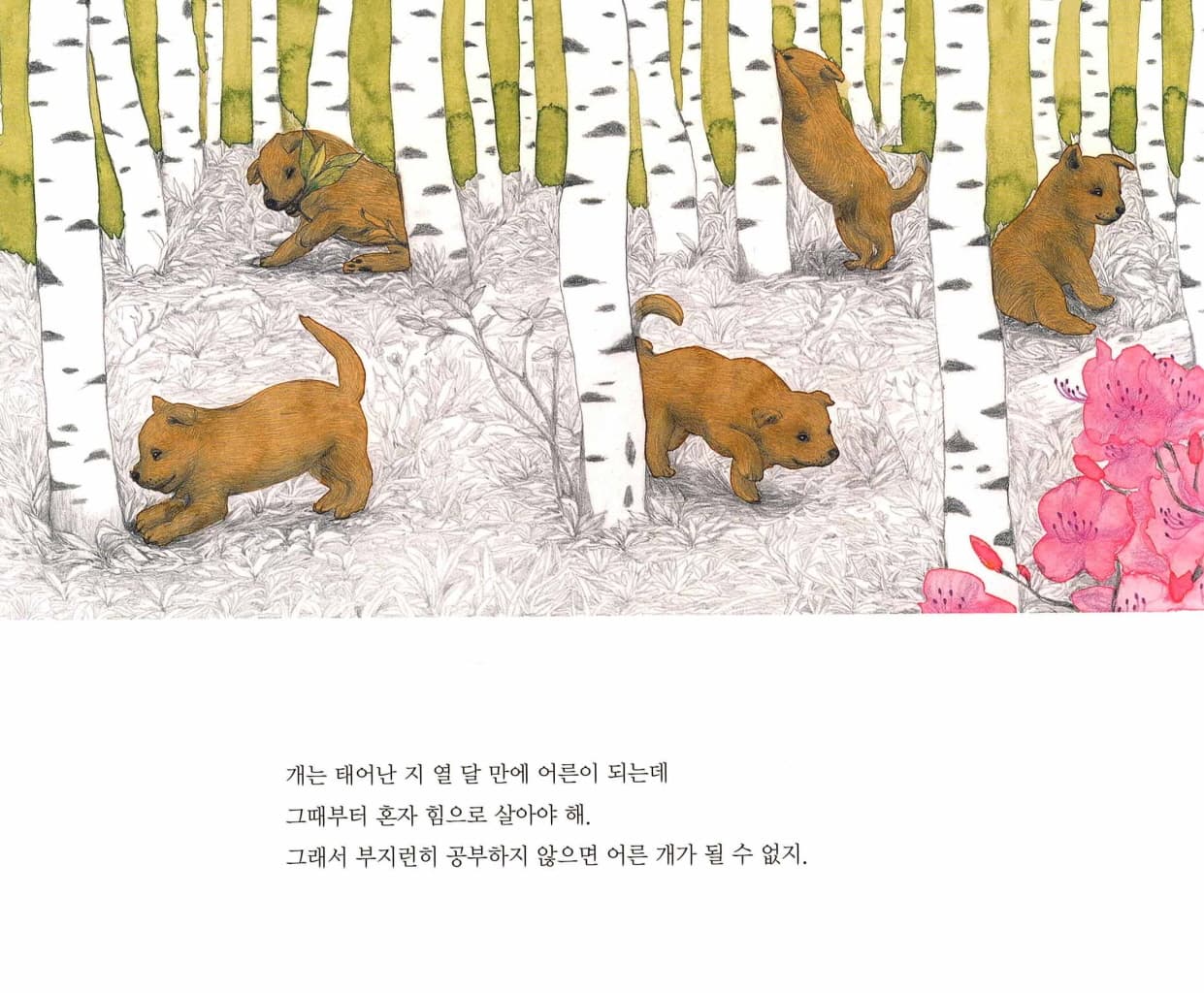 진돗개 보리