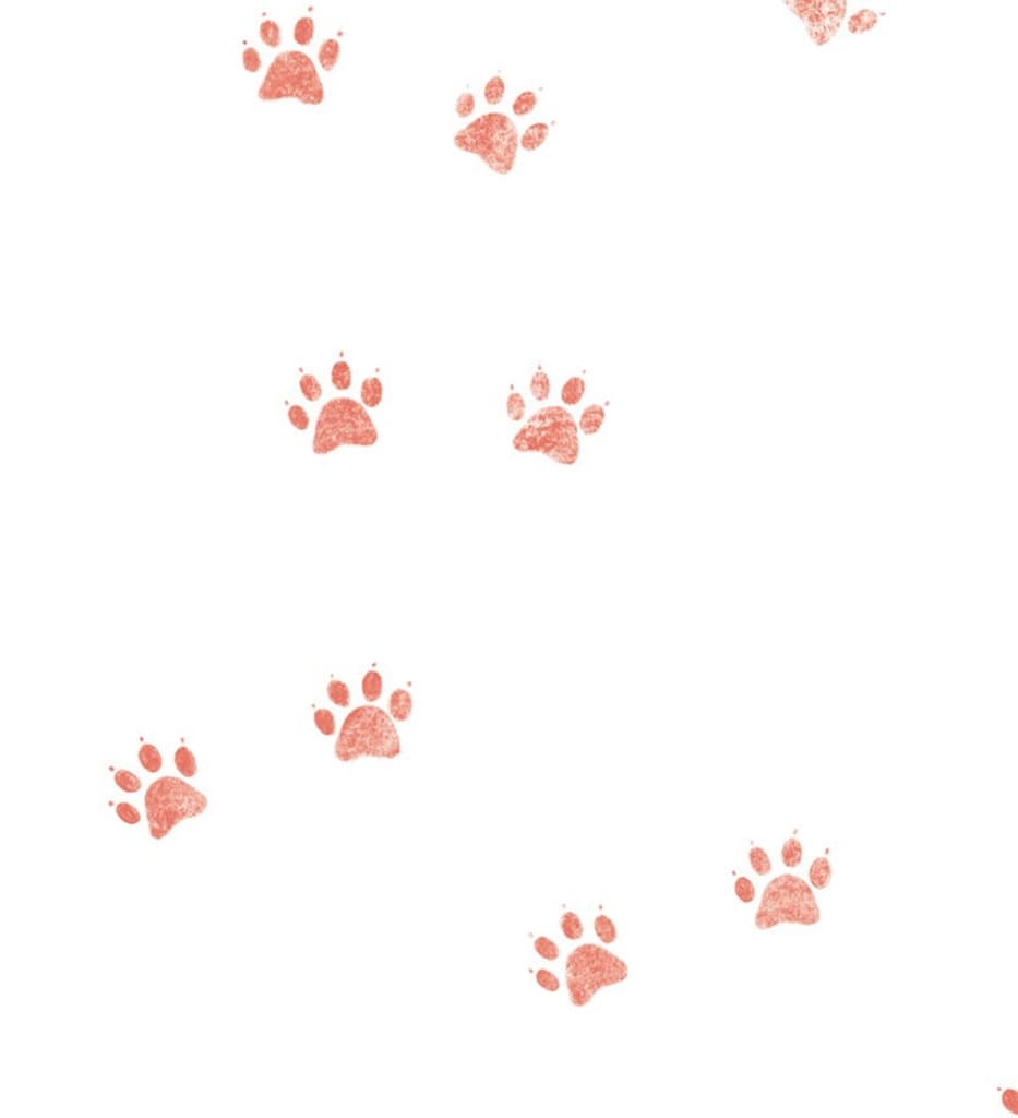사서가 된 고양이
